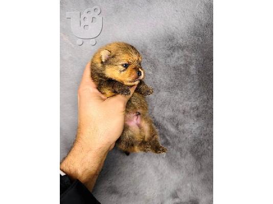 Pomeranian Spitz TOP κουτάβια